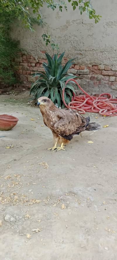Chile for sell ik pr demng hy od nhi sakta
