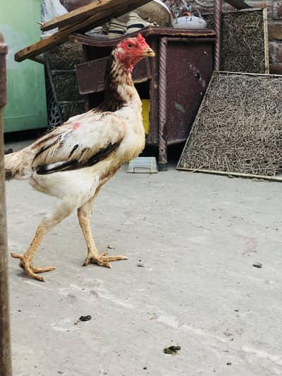 Shamo female egg laying breeder female