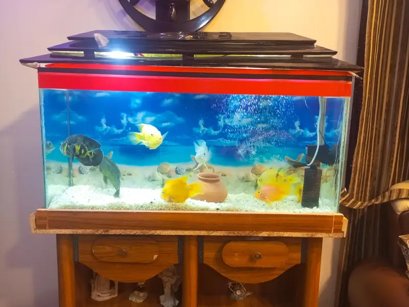  aquarium