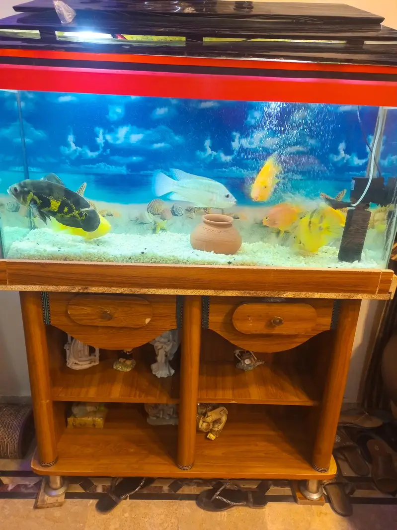  aquarium — photo 4
