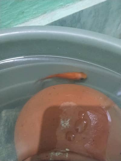 goldfish female active