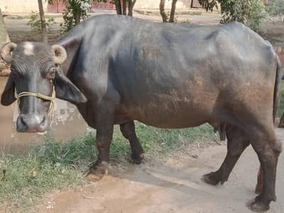 03052526348 buffalo for sale