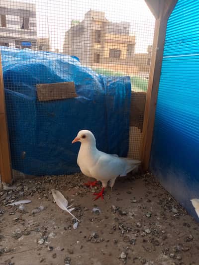 fancy pigeons available in reasonable price