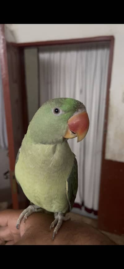 Alexander/Raw/Pharai Male Available