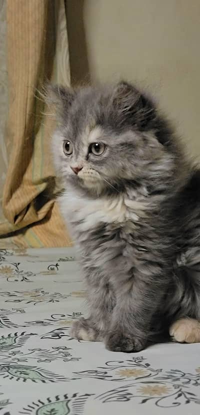 Pure Persian Grey Color Kitten