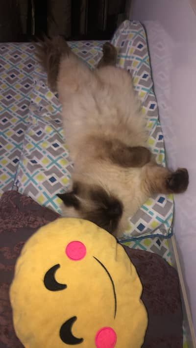 Simies male cat