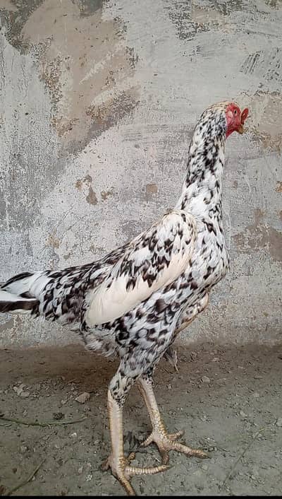 Healthy and active quality breeder female