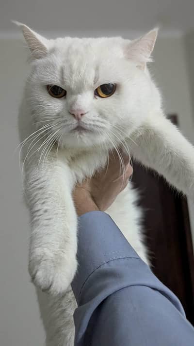 Cute female Persian Cat