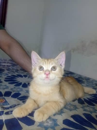 Persian kitten