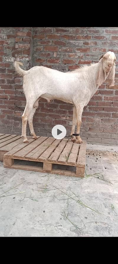 4 dant breeder bakra 0302,680,460,9