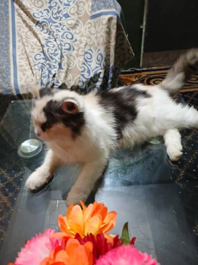 Persian female for sale