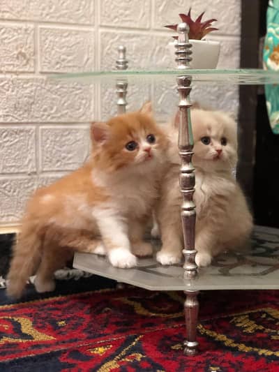 orange persian male kitten for sale