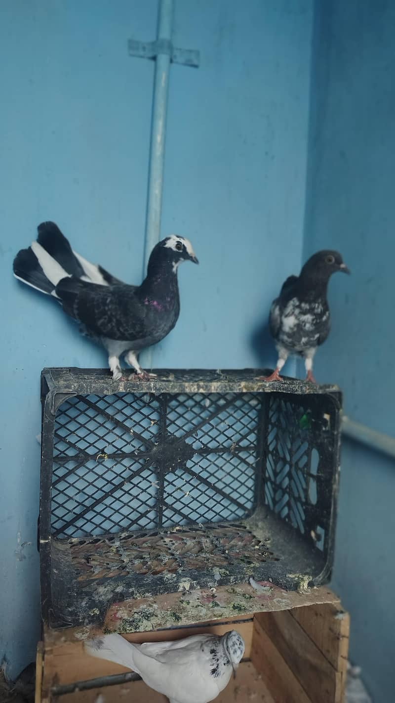 fancy pairs 5