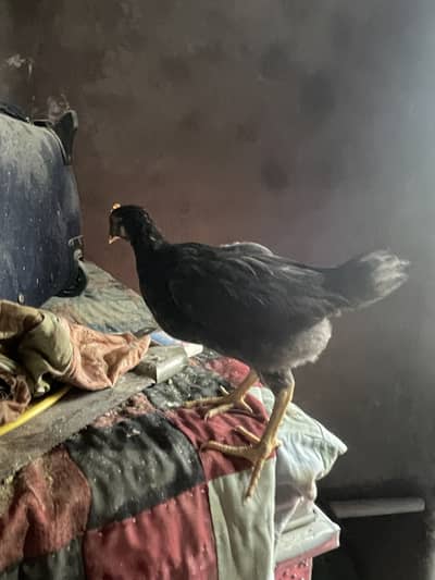 Golden misri 40 to 45 days chicks