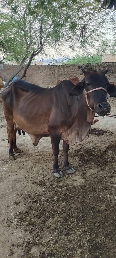 beautiful cow for sale