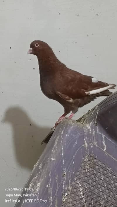 king pigeon . and qasid