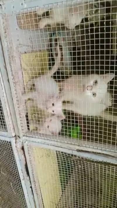 free Persian cat with kittens