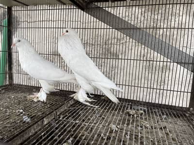 Breeder pair for sale contact me