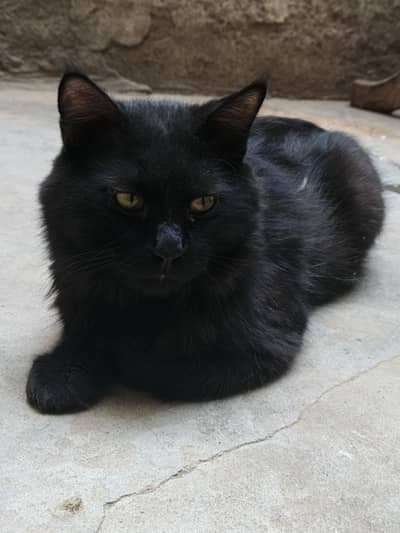 black Persian cat