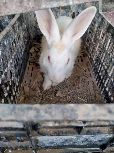 white red eyes rabbits