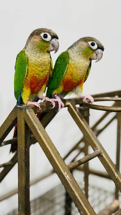pineapple conoure Tamed bird Healthy and Active birds