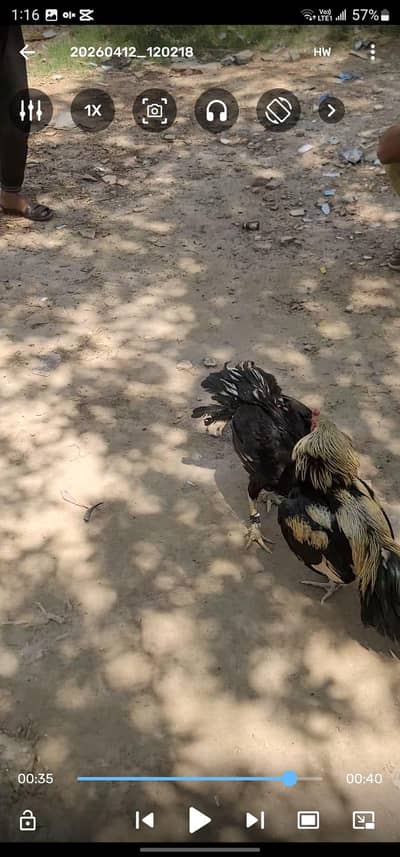 pure jawa old blood urgent sale 03297361975