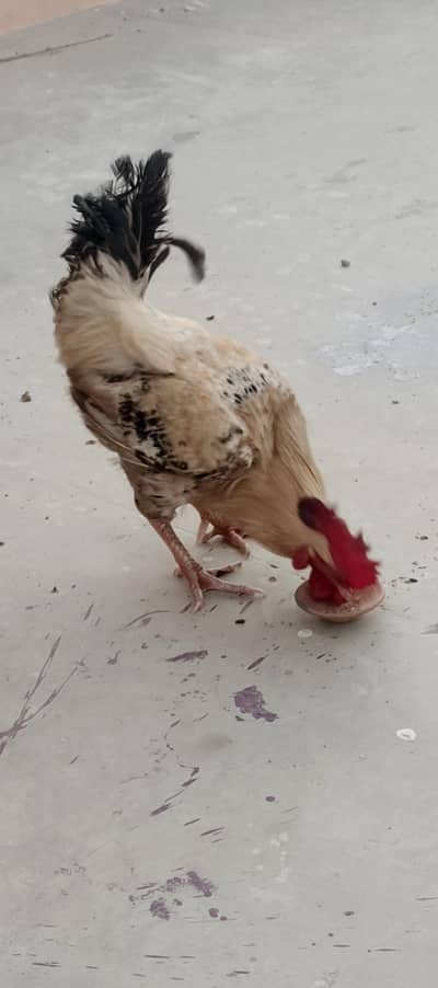 desi murga urgent for sale