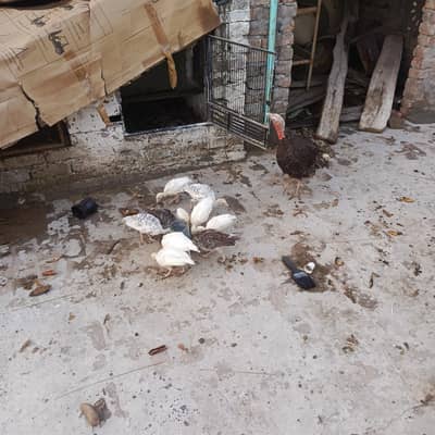 turkey bird female  with 12 chick 1.5month