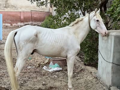 Nukhra horse