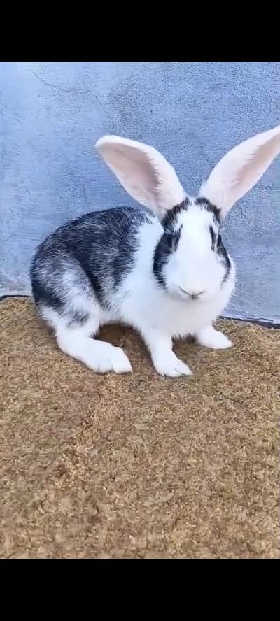 Flamish or newzland white bread Breeder or bunny female available