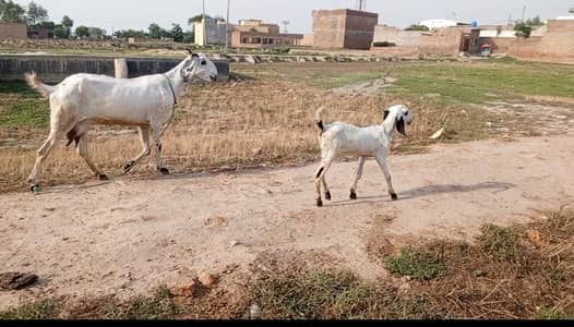 pure desi bkri with 2 kids