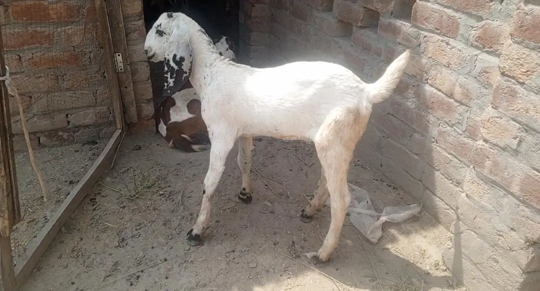 pure desi bkri with 2 kids — photo 2
