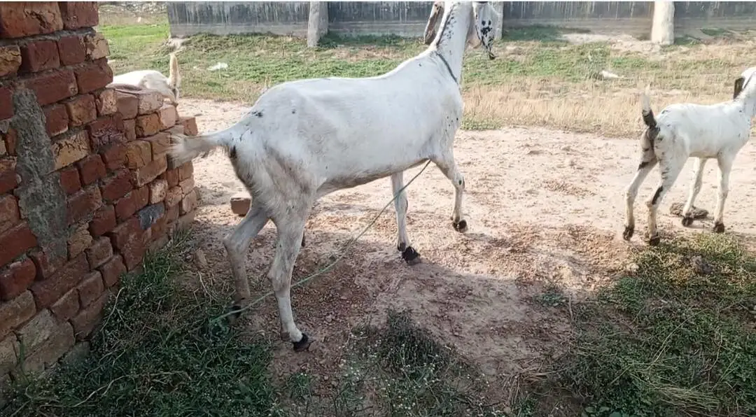 pure desi bkri with 2 kids — photo 3