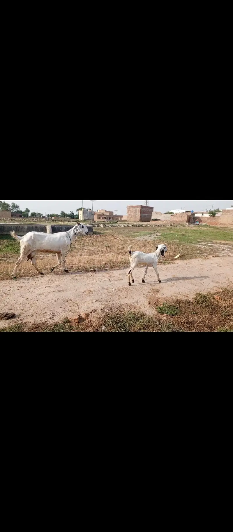 pure desi bkri with 2 kids — photo 4