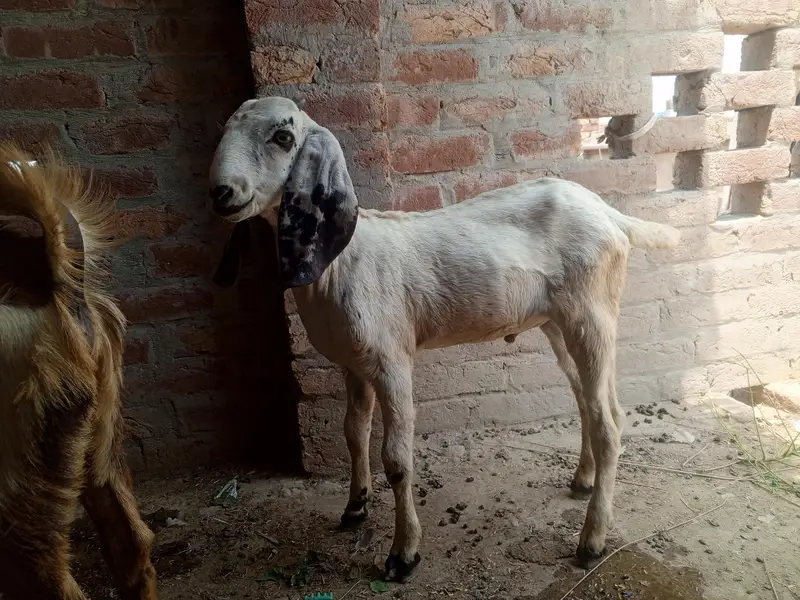 pure desi bkri with 2 kids — photo 5