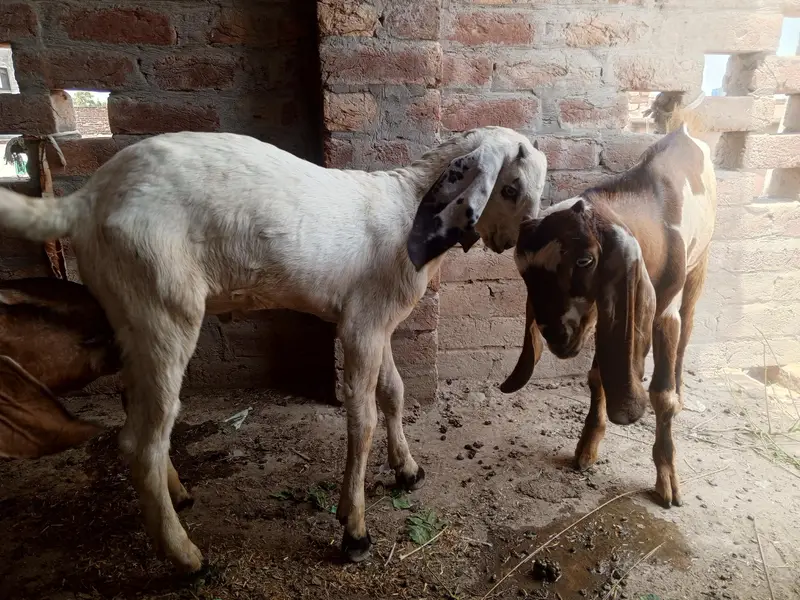pure desi bkri with 2 kids — photo 6