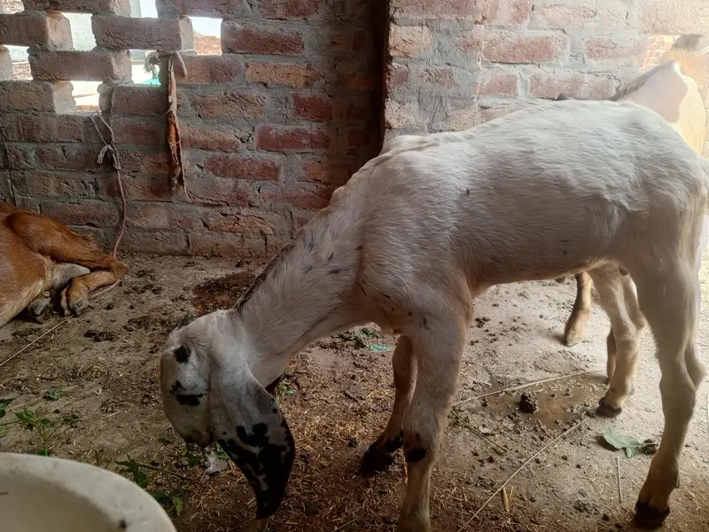 pure desi bkri with 2 kids — photo 7