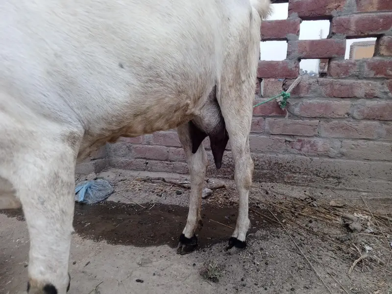 pure desi bkri with 2 kids — photo 8