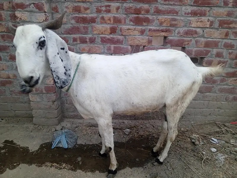 pure desi bkri with 2 kids — photo 9
