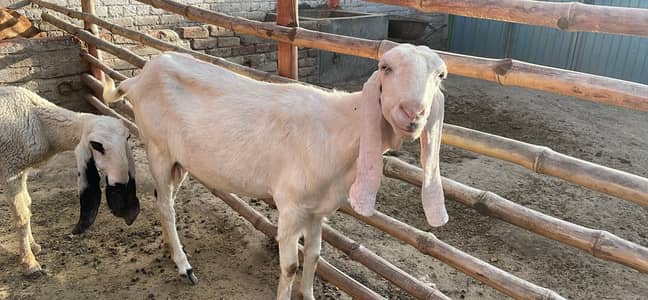 rajanpuri goat