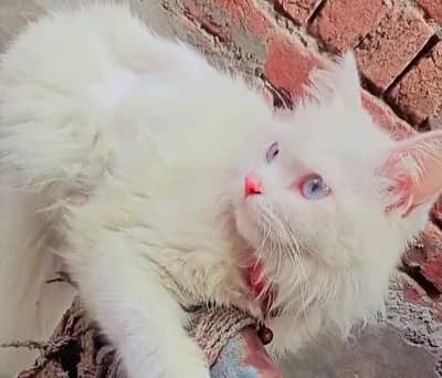 blue eyes prison cat age 2year