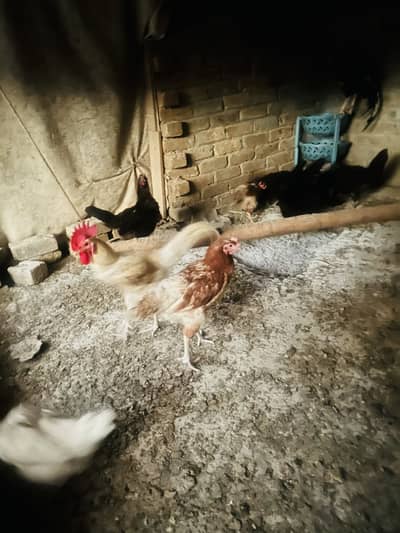 Lohmann hens for sale
