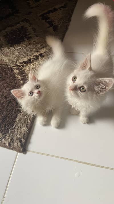 Kitten for sale