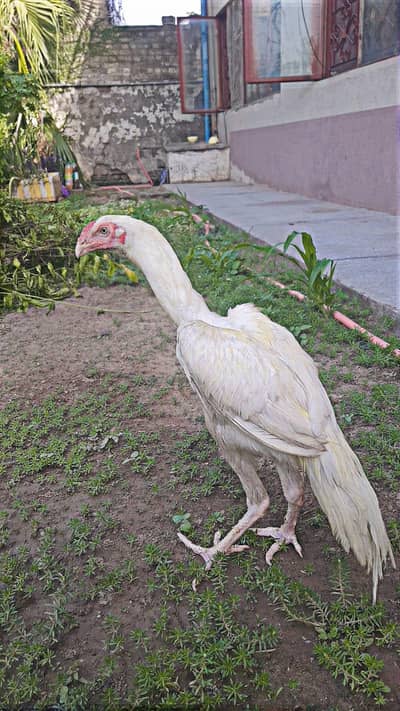 Heera aseel parot face patha for sale