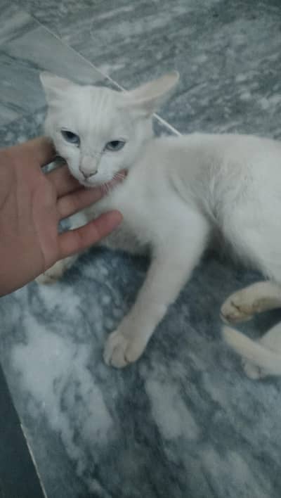 white cat , blue eyes