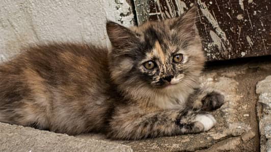 Highly adorable simple call 03719207373 or Whatsapp 03176550705