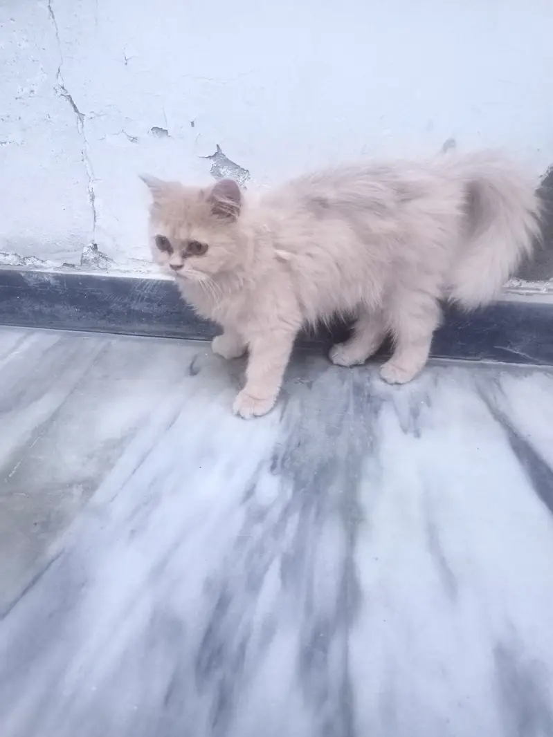 Persian cat with two kittens