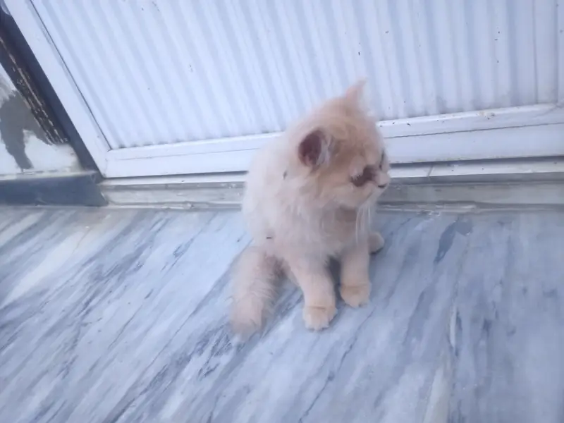 Persian cat with two kittens — photo 2