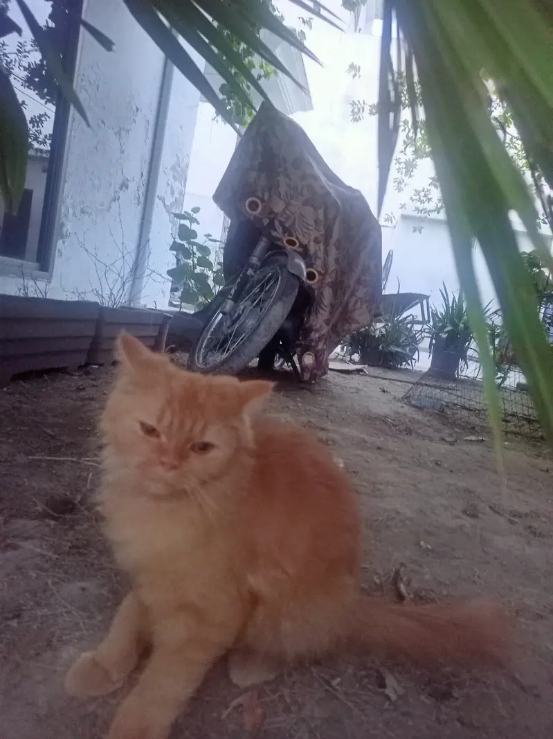 Persian cat with two kittens — photo 3