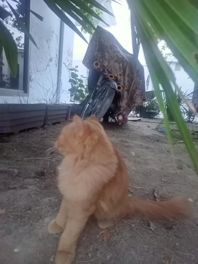 Persian cat with two kittens — photo 4
